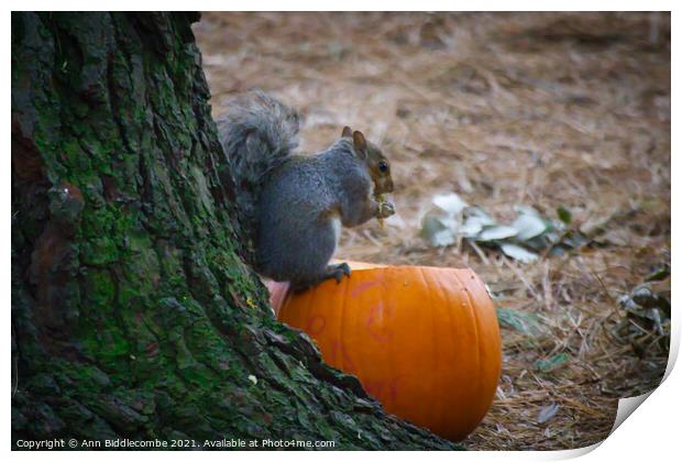 Squirrel eating a pumpkin Print by Ann Biddlecombe