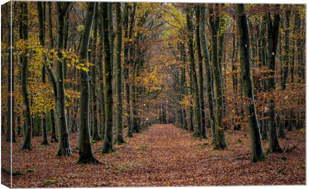 Thetford Forest Canvas Print by Kelly Bailey