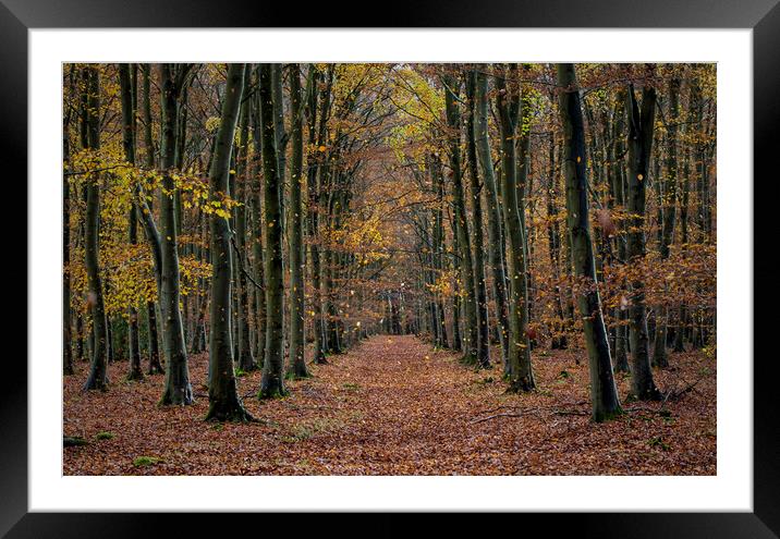 Thetford Forest Framed Mounted Print by Kelly Bailey