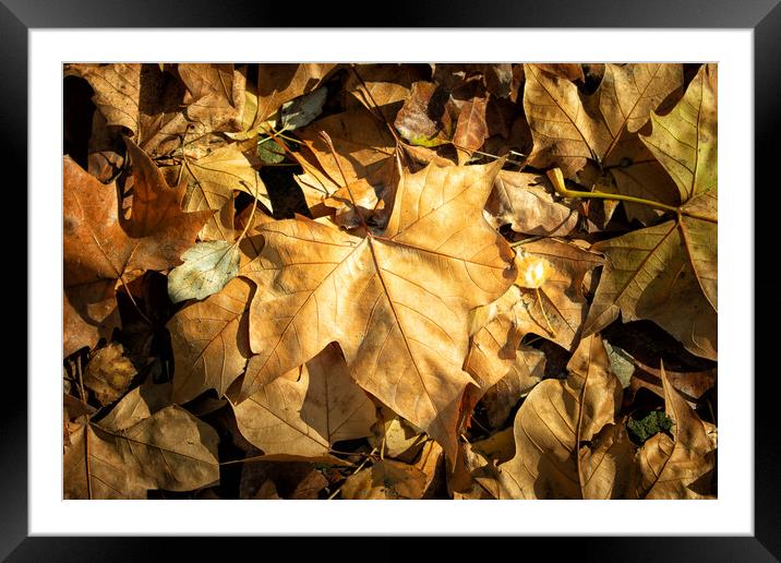 detail of dry leaves on the park floor Framed Mounted Print by David Galindo