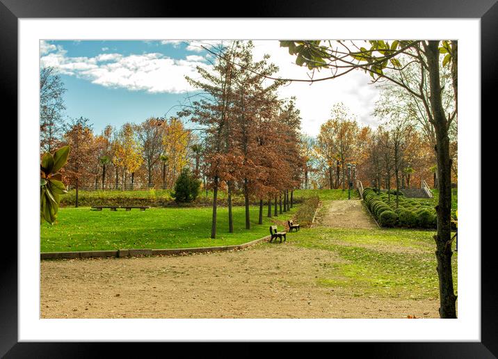 path in the park with benches, trees and dry leaves Framed Mounted Print by David Galindo