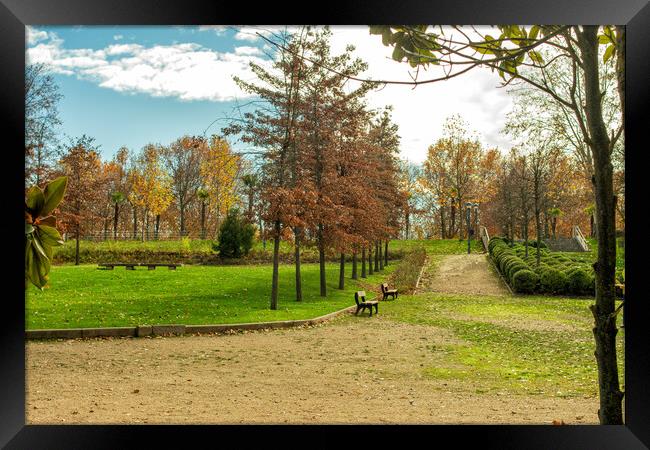 path in the park with benches, trees and dry leaves Framed Print by David Galindo