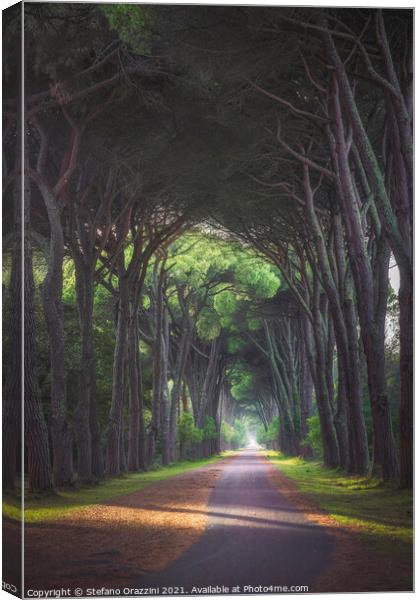 San Rossore park, footpath in pine tree misty forest Canvas Print by Stefano Orazzini