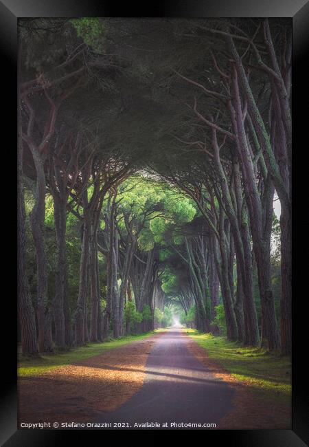San Rossore park, footpath in pine tree misty forest Framed Print by Stefano Orazzini