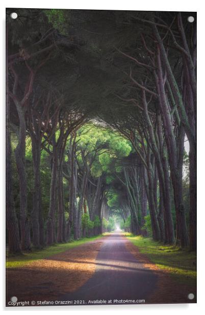 San Rossore park, footpath in pine tree misty forest Acrylic by Stefano Orazzini