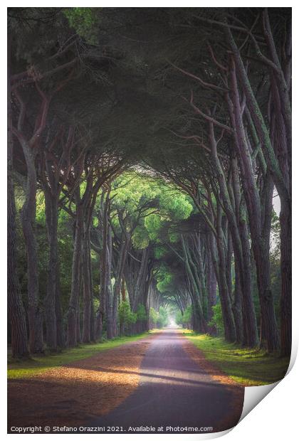 San Rossore park, footpath in pine tree misty forest Print by Stefano Orazzini