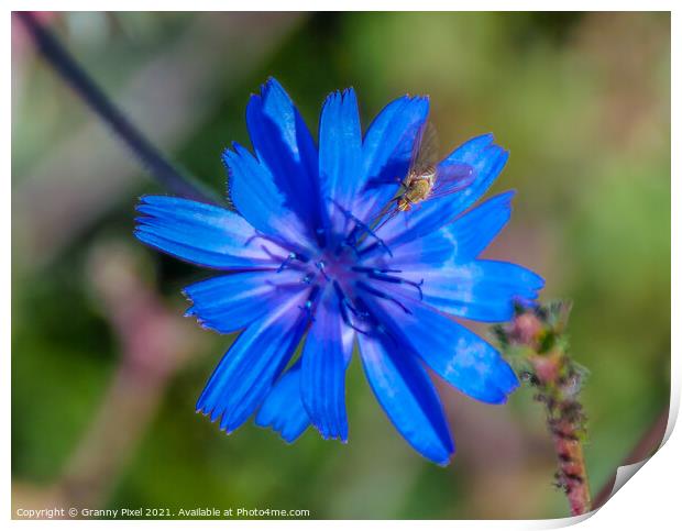 Chicory Flower with insect Print by Margaret Ryan