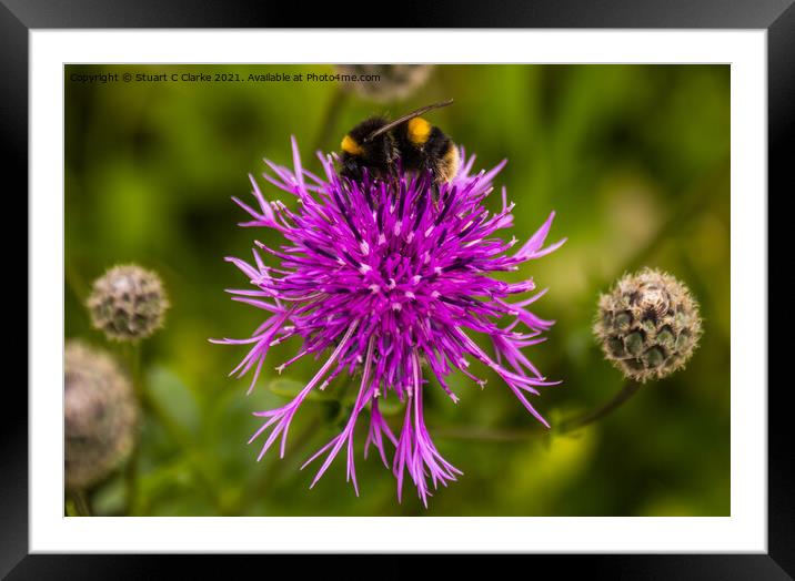 Bumble bee Framed Mounted Print by Stuart C Clarke