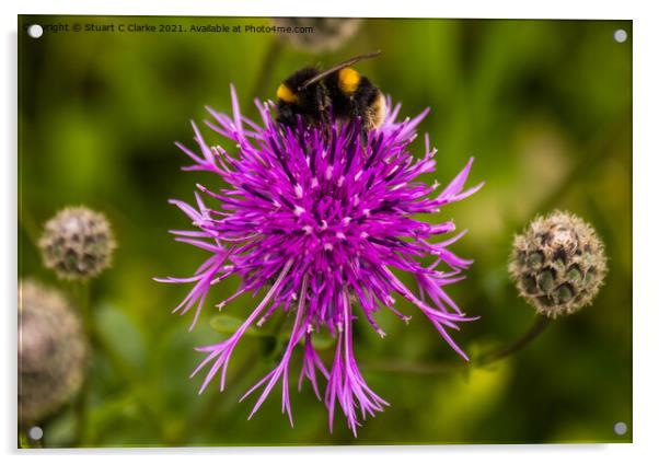 Bumble bee Acrylic by Stuart C Clarke