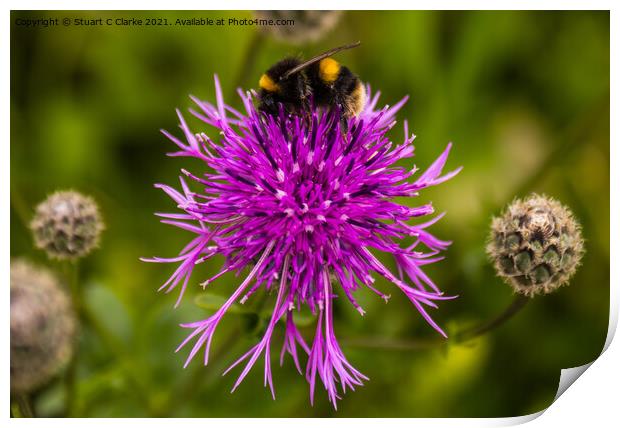 Bumble bee Print by Stuart C Clarke
