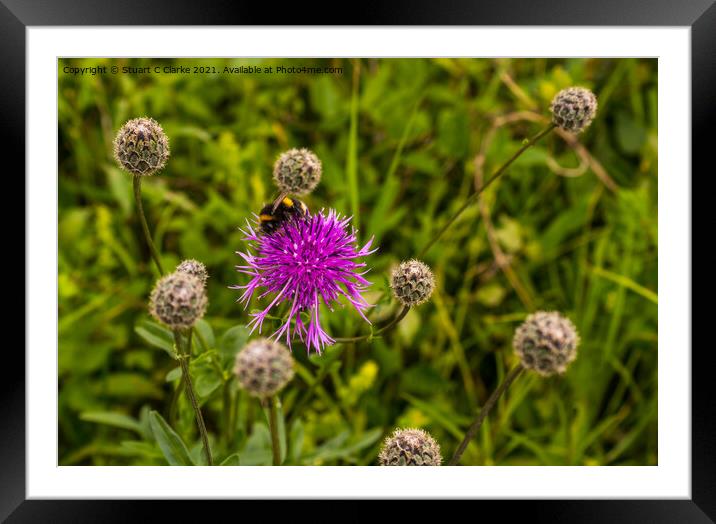 Bumble bee Framed Mounted Print by Stuart C Clarke