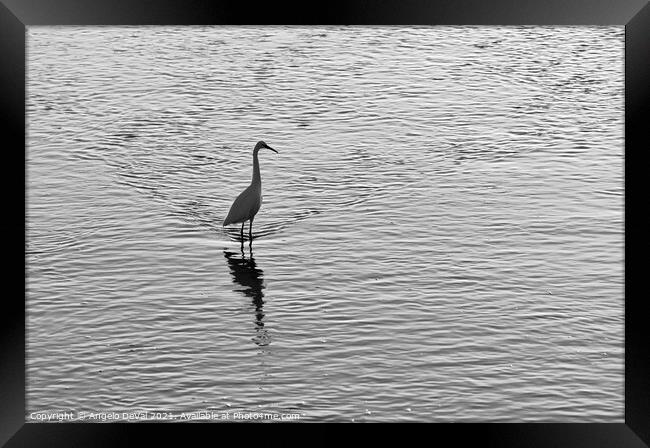 White Heron in Ria Formosa - Monochrome Framed Print by Angelo DeVal