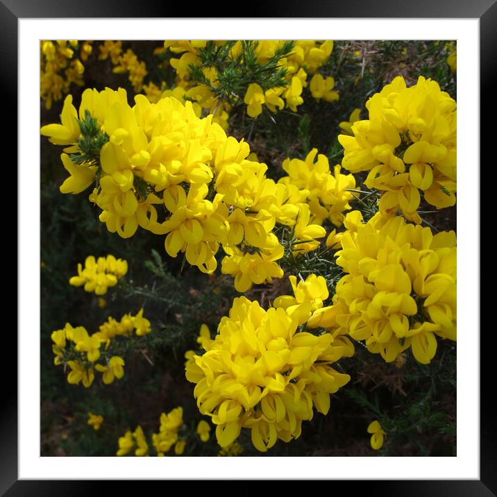 Yellow Gorse in Scotland Framed Mounted Print by Jacqi Elmslie