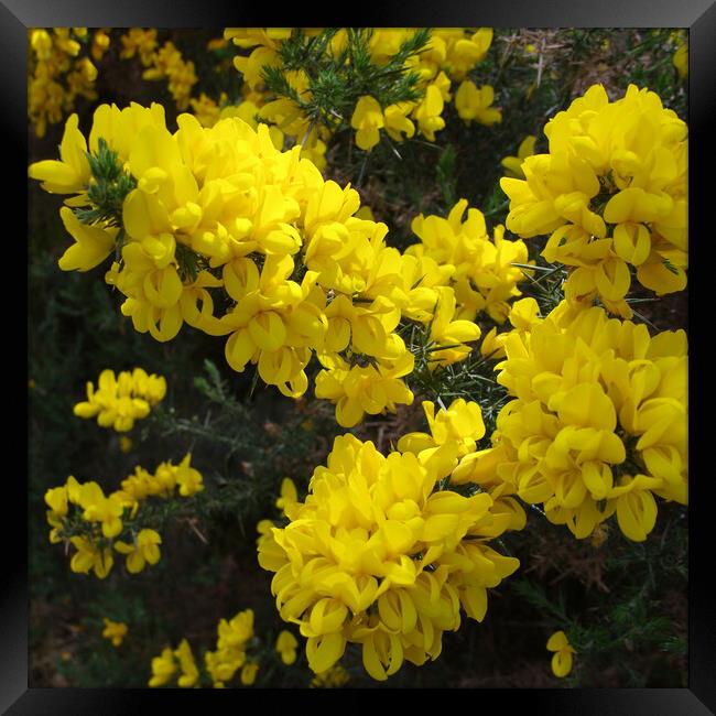 Yellow Gorse in Scotland Framed Print by Jacqi Elmslie