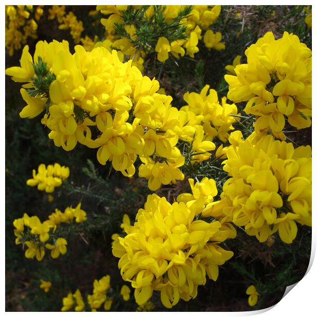 Yellow Gorse in Scotland Print by Jacqi Elmslie
