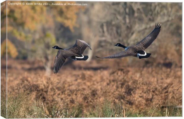 Canada geese in flight Canvas Print by Kevin White
