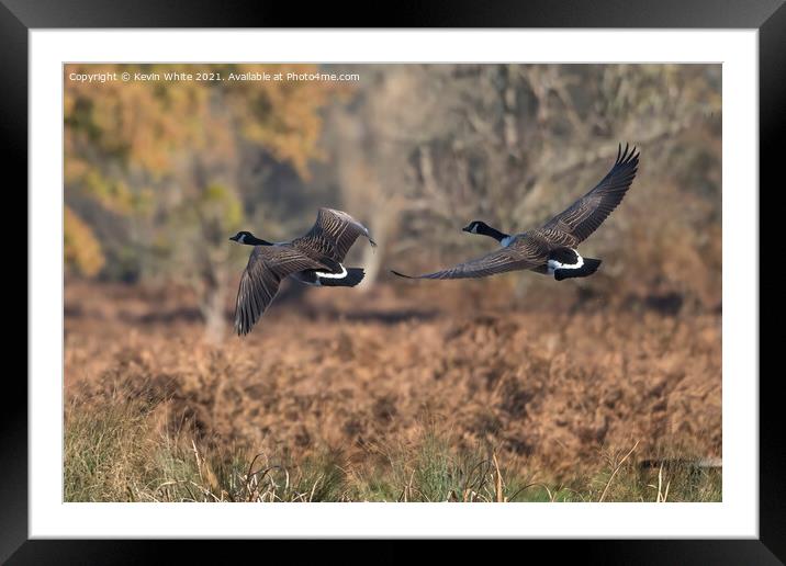 Canada geese in flight Framed Mounted Print by Kevin White