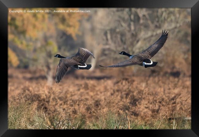 Canada geese in flight Framed Print by Kevin White
