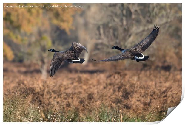 Canada geese in flight Print by Kevin White
