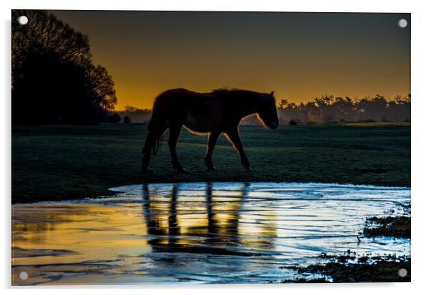 A horse that blocked the light Acrylic by Elzbieta Sosnowski