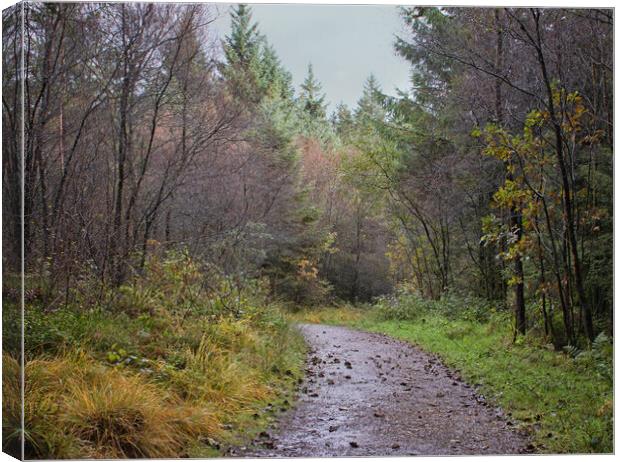 A wet autumn woodland Canvas Print by David McCulloch
