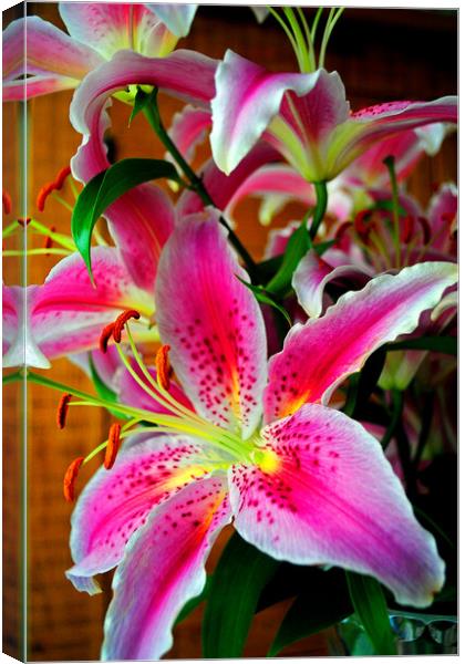 Pink Lily Lilium Herbaceous Flowering Plants Canvas Print by Andy Evans Photos