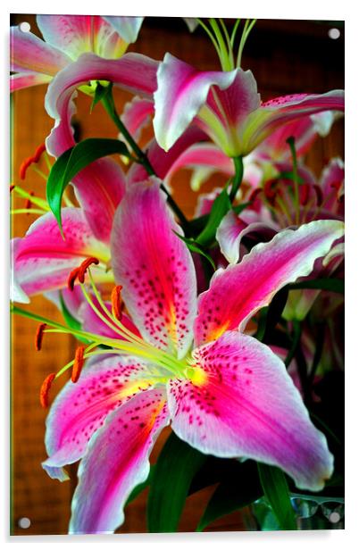 Pink Lily Lilium Herbaceous Flowering Plants Acrylic by Andy Evans Photos