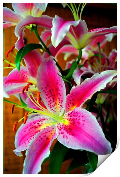 Pink Lily Lilium Herbaceous Flowering Plants Print by Andy Evans Photos