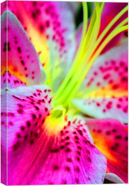 Pink Lily Lilium Herbaceous Flowering Plants Canvas Print by Andy Evans Photos