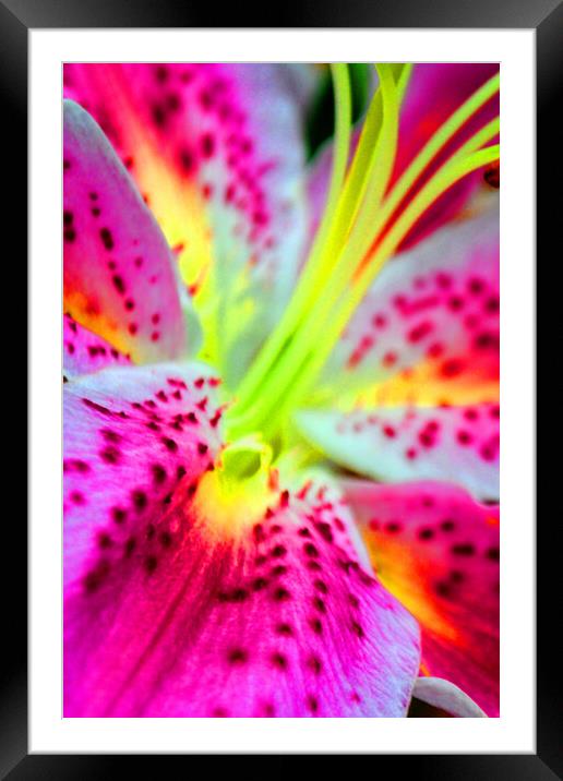 Pink Lily Lilium Herbaceous Flowering Plants Framed Mounted Print by Andy Evans Photos