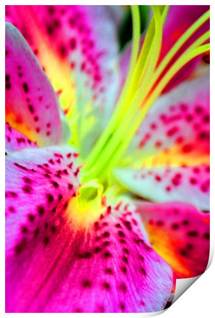 Pink Lily Lilium Herbaceous Flowering Plants Print by Andy Evans Photos