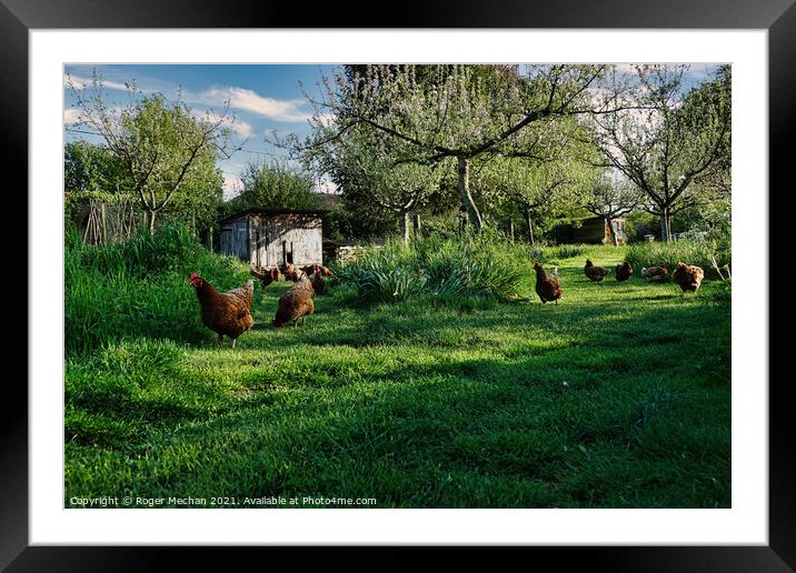Joyful Red Chickens in a Lush Orchard Framed Mounted Print by Roger Mechan