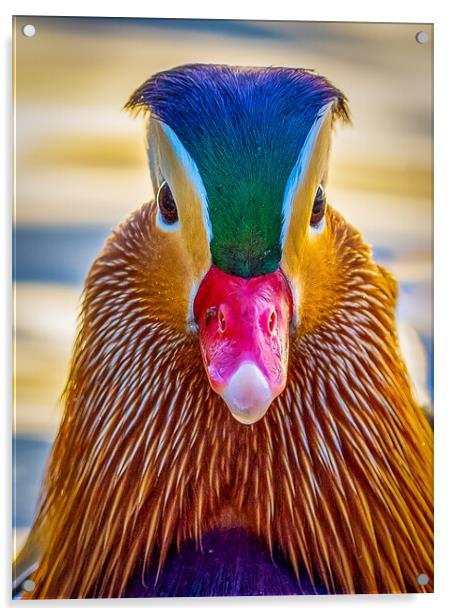 Male Mandarin Duck Acrylic by Andrew Scott