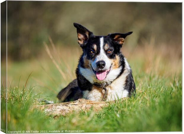 Smooth Collie Canvas Print by Nik Taylor