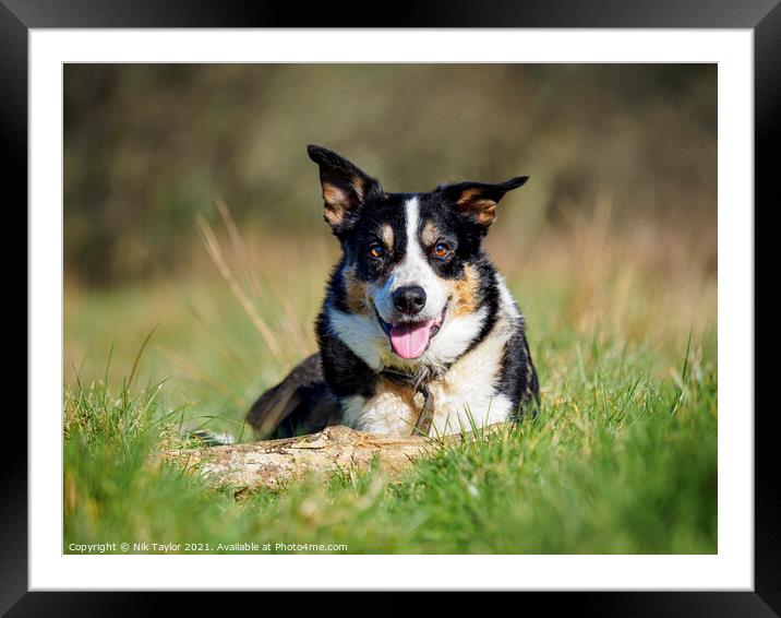 Smooth Collie Framed Mounted Print by Nik Taylor