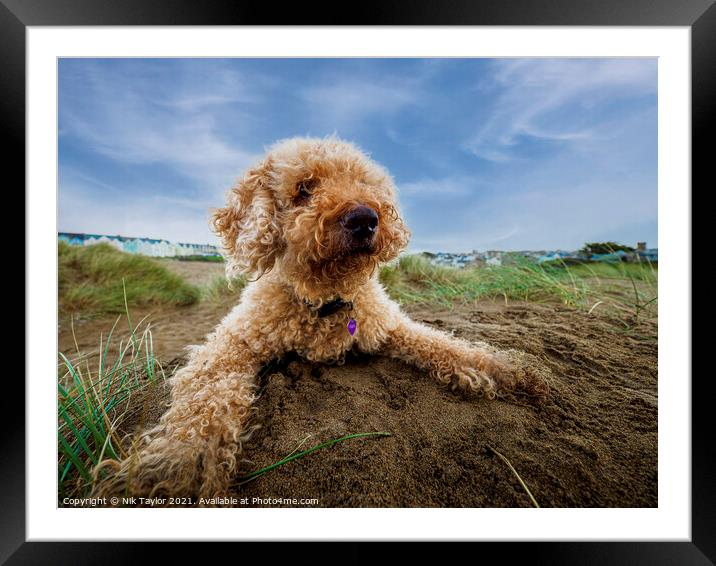 Lagotto Romagnolo   Framed Mounted Print by Nik Taylor
