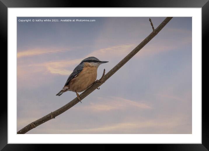 Nuthatch,  Framed Mounted Print by kathy white