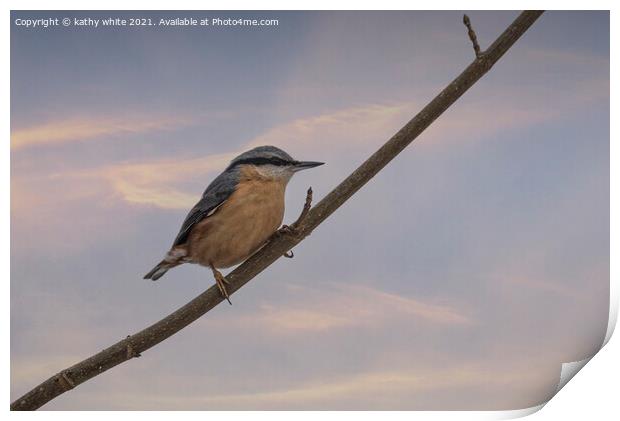 Nuthatch,  Print by kathy white
