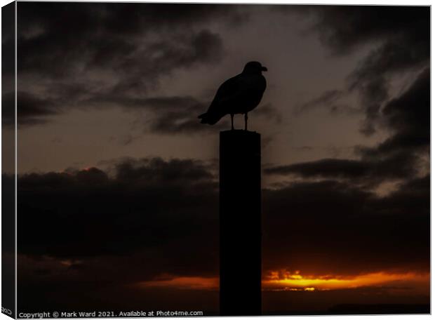 Seagull at Sunset Canvas Print by Mark Ward