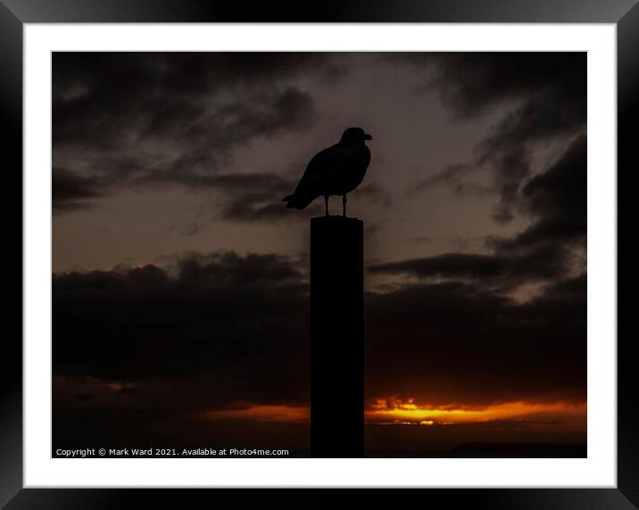 Seagull at Sunset Framed Mounted Print by Mark Ward