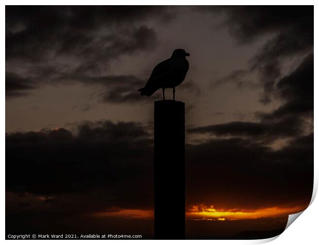 Seagull at Sunset Print by Mark Ward