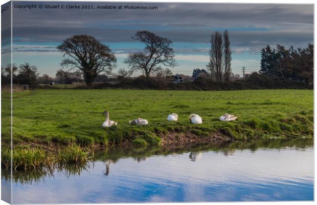 Swans on the canal Canvas Print by Stuart C Clarke