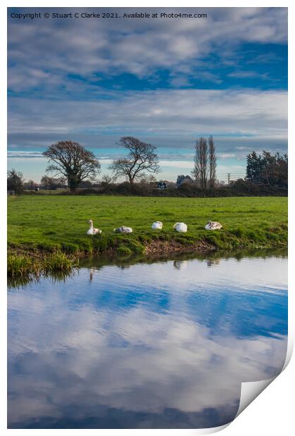 Swans on the canal Print by Stuart C Clarke