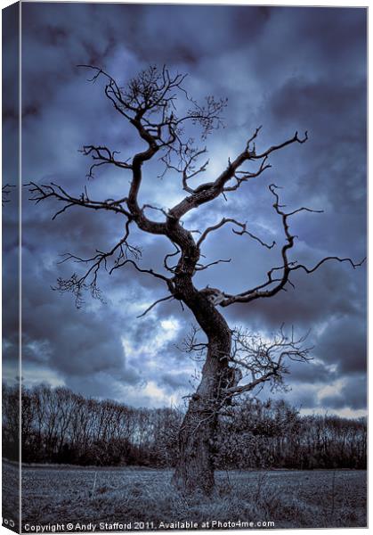 Winter Tree Canvas Print by Andy Stafford
