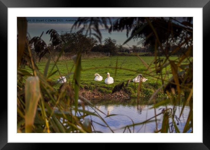 Swans on the canal Framed Mounted Print by Stuart C Clarke