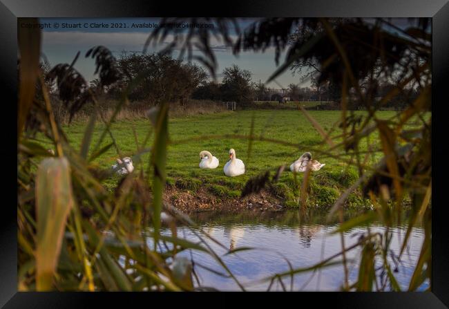 Swans on the canal Framed Print by Stuart C Clarke