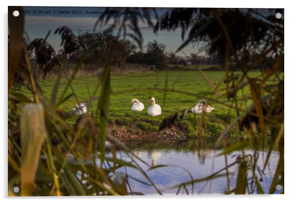 Swans on the canal Acrylic by Stuart C Clarke