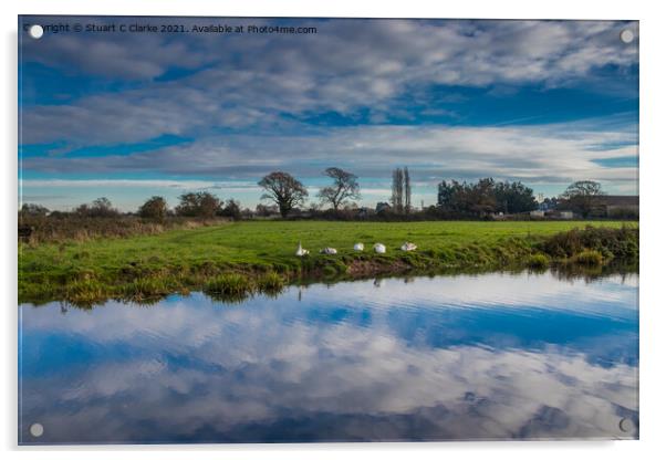Swans on the canal Acrylic by Stuart C Clarke