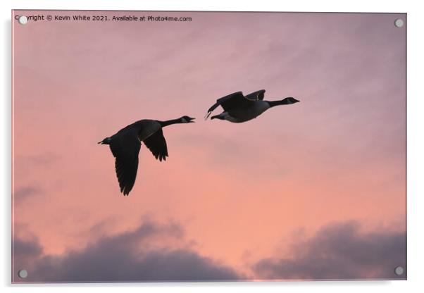 Canada geese silhouette Acrylic by Kevin White