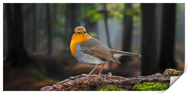 European Robin in Woodland Print by Arterra 